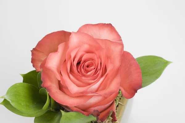 Rose flower decoration — Stock Photo, Image