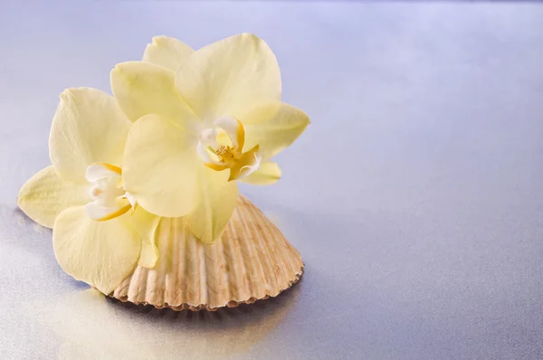 Flores y conchas de orquídea —  Fotos de Stock