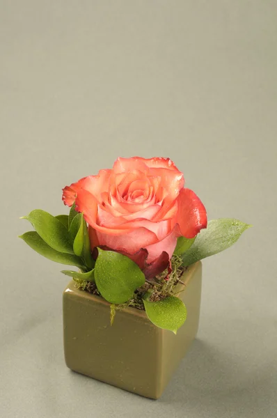 Rose decoración de flores — Foto de Stock