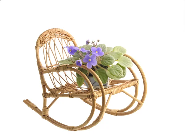 Violette Blüten im Topf auf einem Schaukelstuhl — Stockfoto