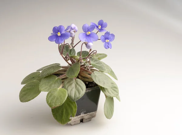Paarse violette bloemen in een pot — Stockfoto