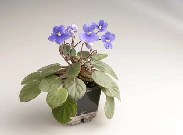 Flores violetas púrpuras en una olla —  Fotos de Stock