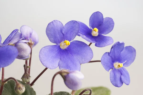 Purple violet flowers — Stock Photo, Image