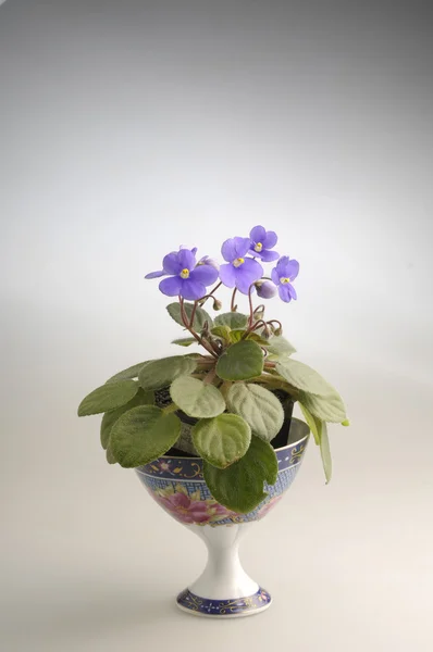 鍋に紫色のすみれ色の花 — ストック写真