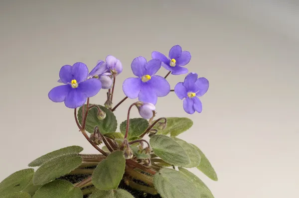 Purple violet flowers — Stock Photo, Image