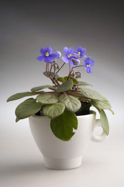 Purple violet flowers in a pot — Stock Photo, Image