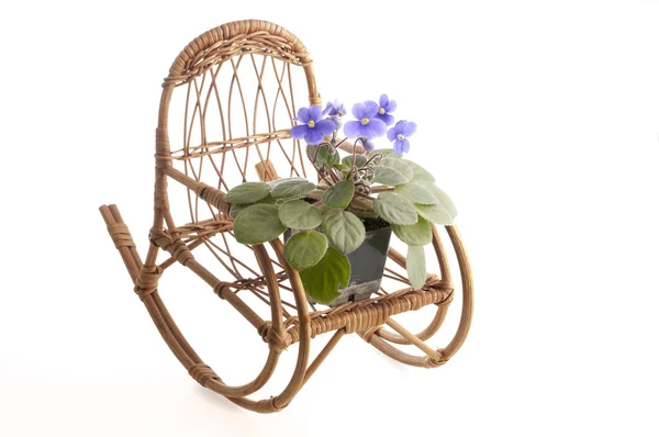 Flores violetas roxas em um pote em uma cadeira de vime de balanço — Fotografia de Stock