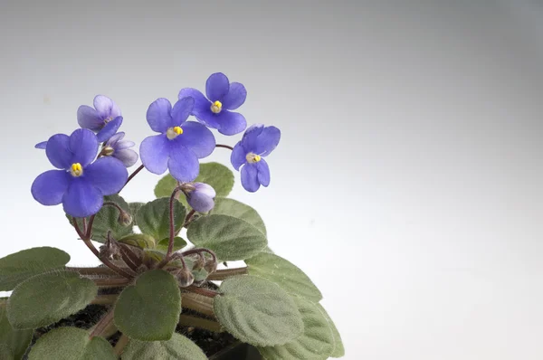 Flores violetas púrpuras — Foto de Stock