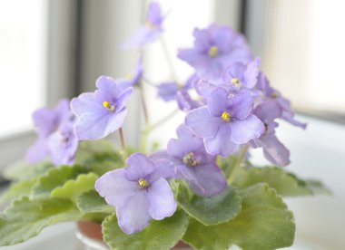 güzel mor çiçekler