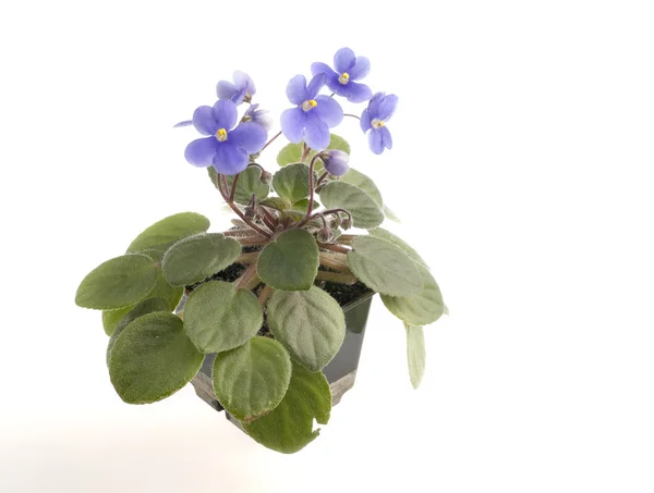 Violette Blüten in einem Topf — Stockfoto