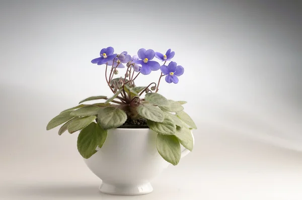 Purple violet flowers in a pot — Stock Photo, Image