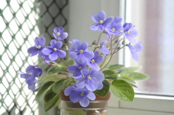 Lindas flores violetas — Fotografia de Stock