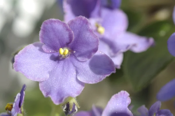 Beautiful violet flowers — Stock Photo, Image