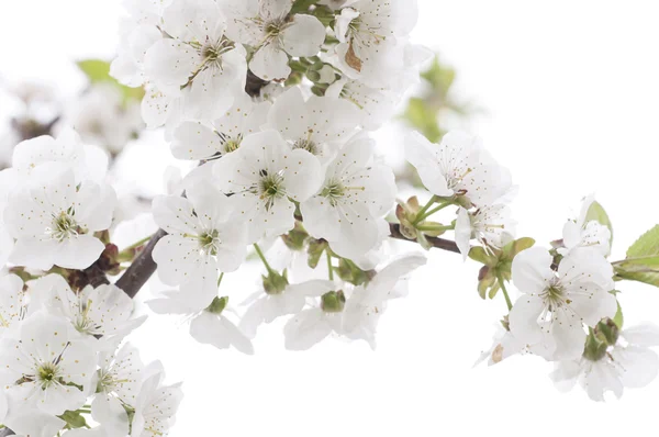 Fruit tree blossom close-up. — Stock Photo, Image