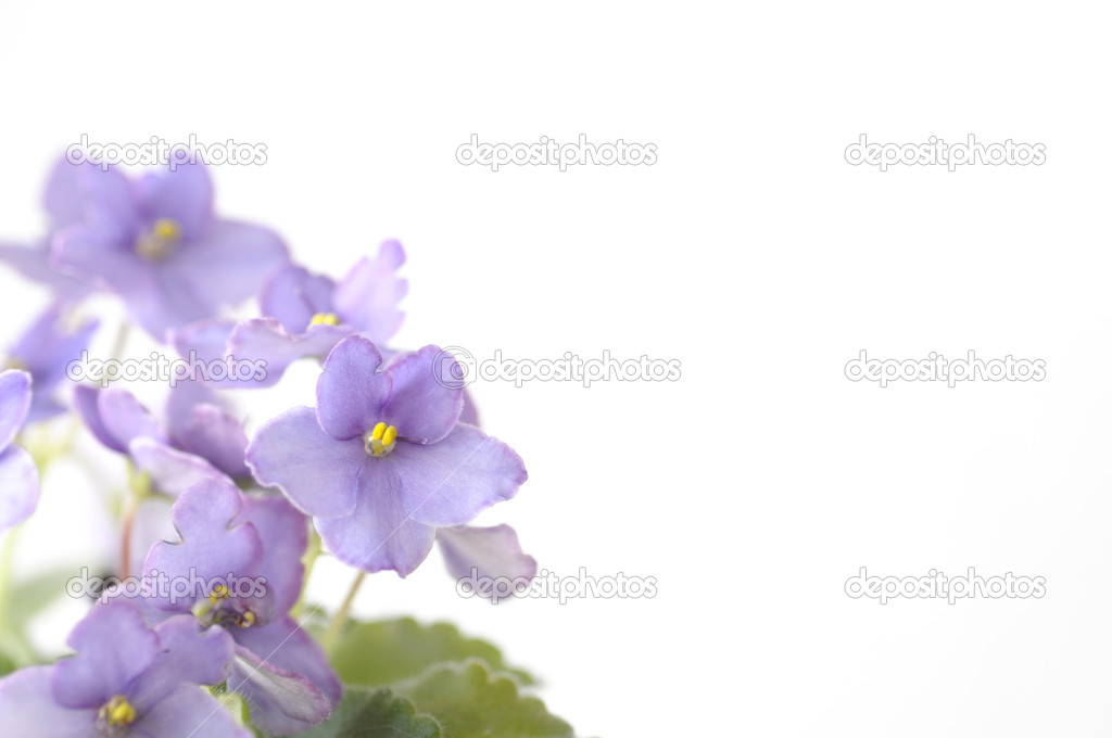 Beautiful violet flowers