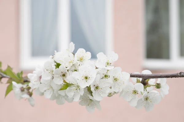 Fruit tree blossom close-up. — Stock Photo, Image
