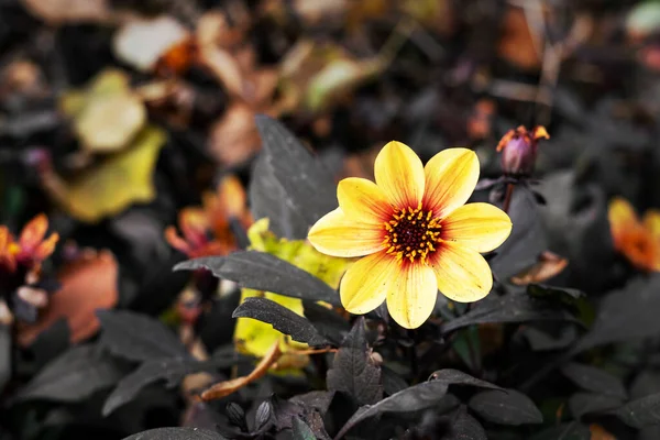 Una Hermosa Flor Dahlia Moonfire Parterre Primer Plano Flor Amarillo — Foto de Stock