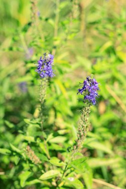 Bahçedeki bir çiçek tarhında çiçek açan Salvia memurları. Sıcak öğleden sonra güneşinde yaygın olarak görülen adaçayı.