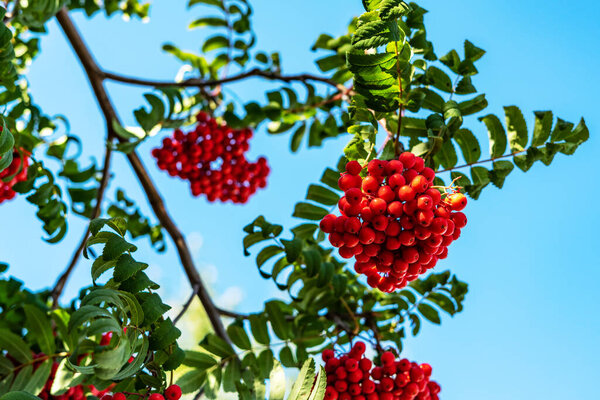 Clusters of red mountain ash against the blue sky. A beautiful autumn or summer banner with a rowanberry illuminated by the sun