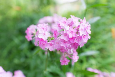 Plox (Phlox paniculata), canlı yaz çiçekleri. Güneşli bir günde bahçede çiçek açan fenomen dalları. Yumuşak bulanık seçici odak.