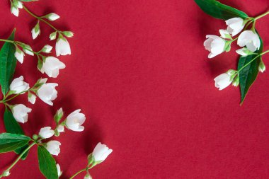 Kırmızı arka planda güzel beyaz yasemin çiçekleri. Düğün, doğum günü, parti ya da diğer kutlamalar için fotokopi odası olan daire..