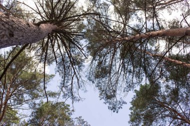 Güzel eski kozalaklı orman. Yatay fotoğraf.