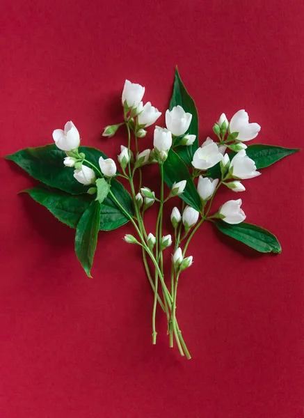 Lindas Flores Brancas Jasmim Fundo Vermelho Flat Lay Com Espaço — Fotografia de Stock