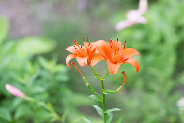 Bela Flor Lírio Fundo Folhas Verdes Lily Flores Jardim Textura — Fotografia de Stock