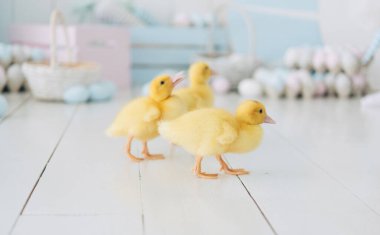 Hafif arka planda küçük sarı ördekler