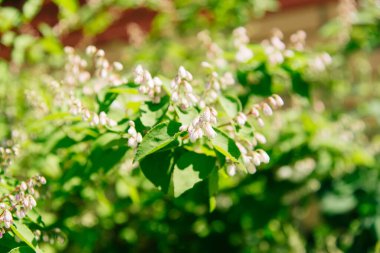 Deutzia, beyaz yaz çiçekleri. Güneşli bir günde Deutzia 'nın çiçeklenmiş dalları bahçede. Yumuşak bulanık seçici odak.