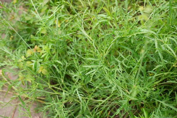 Rucola Arugula Bahçedeki Bitki Arugula Yaprağı Kapat Yukarıdan Bak Metin — Stok fotoğraf