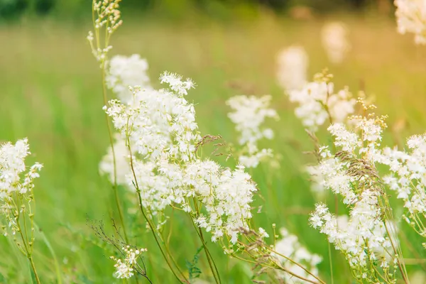 Meadowsweet Lub Labaznik Lat Filipndula Rodzaj Traw Rodziny Rosaceae Łąka — Zdjęcie stockowe