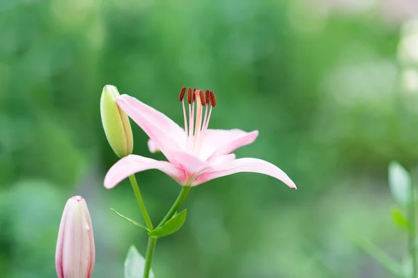 Gyönyörű Liliom Virág Háttérben Zöld Levelek Lily Virágok Kertben Háttértextúra — Stock Fotó