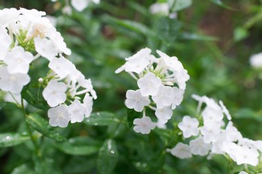 Plox (Phlox paniculata), canlı yaz çiçekleri. Güneşli bir günde bahçede çiçek açan fenomen dalları. Yumuşak bulanık seçici odak.