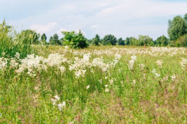 Meadowsweet veya Labaznik (lat. Filipndula (Filipndula), Rosaceae familyasından bir bitki türü. Güneşli bir yaz gününde çayır.