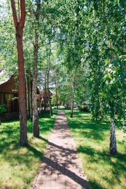 Parkta huş ağaçları ve çamlarla dolu bir sokak..