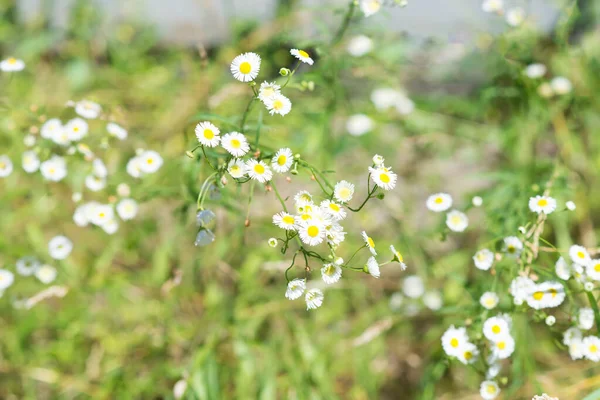 Prairie Été Avec Des Fleurs Marguerite Fleurs Petites Fleurs Jardin — Photo