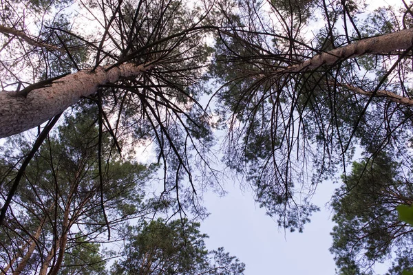 Hermoso Bosque Coníferas Fotografía Horizontal — Foto de Stock