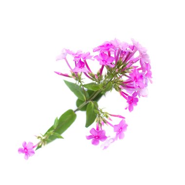 Beyaz arkaplan üzerinde izole edilmiş feniks (Phlox paniculata).