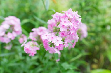 Plox (Phlox paniculata), canlı yaz çiçekleri. Güneşli bir günde bahçede çiçek açan fenomen dalları. Yumuşak bulanık seçici odak.