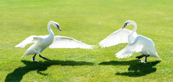Dvě Půvabné Bílé Labutě Kráčejí Trávě Krásně Roztahují Křídla — Stock fotografie