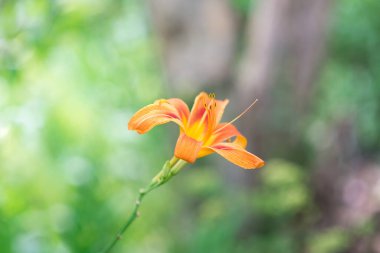 Yeşil yapraklardan oluşan bir arka planda güzel zambak çiçeği. Bahçedeki Lily çiçekleri. Burgonya tomurcuklu arka plan dokusu. Çeşit çeşit zambak kırmızısı çiçekleri olan bir çiçek resmi.