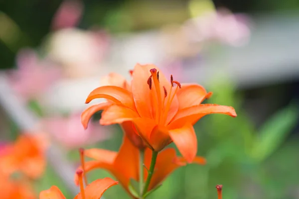 Hermosa Flor Lirio Sobre Fondo Hojas Verdes Flores Lirio Jardín —  Fotos de Stock