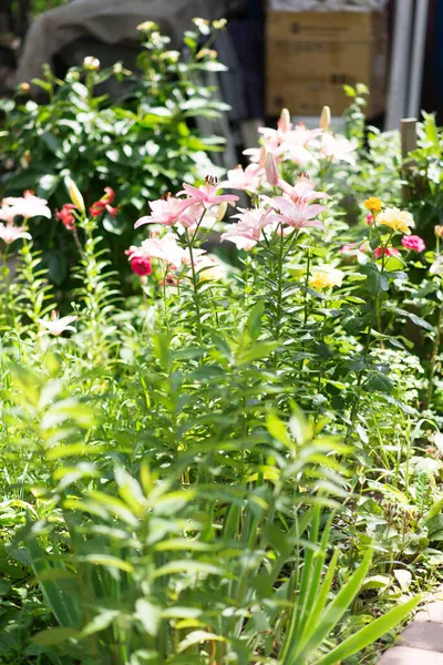 美丽的百合花在绿叶的背景上 莉莉在花园里开花 背景纹理与勃艮第芽 一种开着花的植物 花呈深红色 品种是百合花 — 图库照片