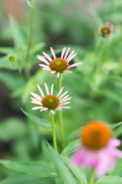 夏に蜂と紫色のエキナセア純粋な花を咲かせます 紫色の花を咲かせます エキナセアピュア尿素 東紫の花またはハリネズミの花 — ストック写真