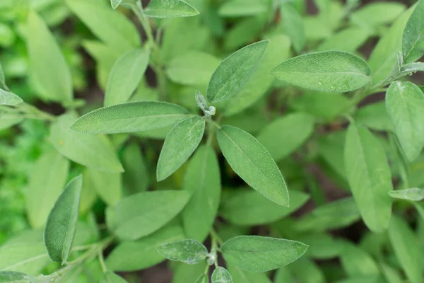 Zsálya Egy Növény Kertben Fűszer Növény Zöld Texturált Levelei — Stock Fotó