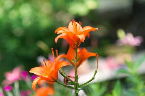 Schöne Lilienblüte Auf Einem Hintergrund Aus Grünen Blättern Lilienblüten Garten — Stockfoto