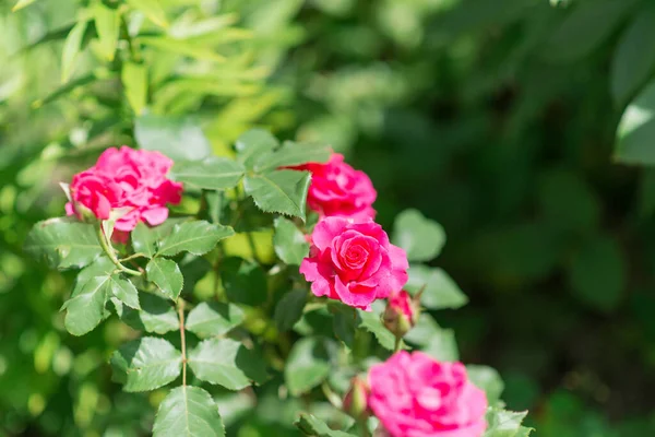 Rose Rose Fleur Sur Fond Vert Fleurs Roses Roses Nature — Photo