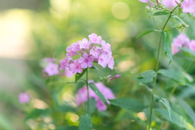 Plox (Phlox paniculata), canlı yaz çiçekleri. Güneşli bir günde bahçede çiçek açan fenomen dalları. Yumuşak bulanık seçici odak.