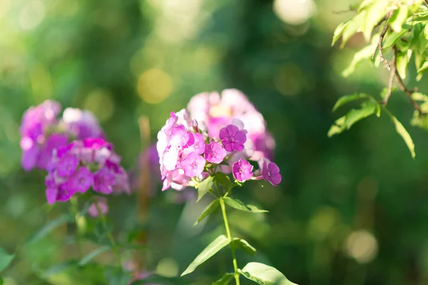 Phlox Jardim Phlox Paniculata Flores Vivas Verão Floração Ramos Flox — Fotografia de Stock